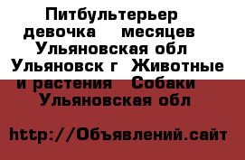 Питбультерьер ( девочка) 7 месяцев, - Ульяновская обл., Ульяновск г. Животные и растения » Собаки   . Ульяновская обл.